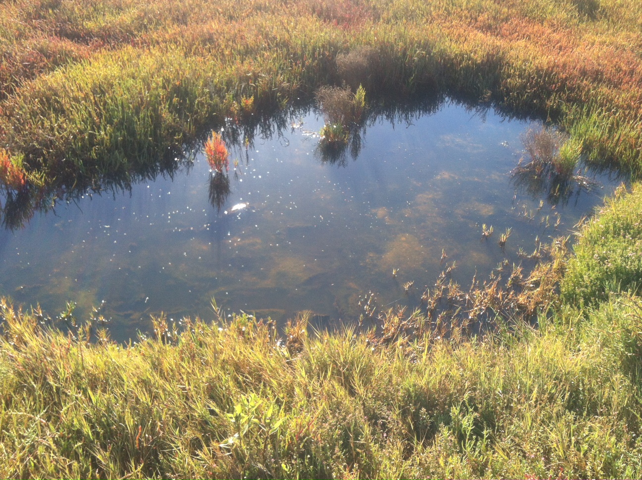 The Rich Marsh Habitat.