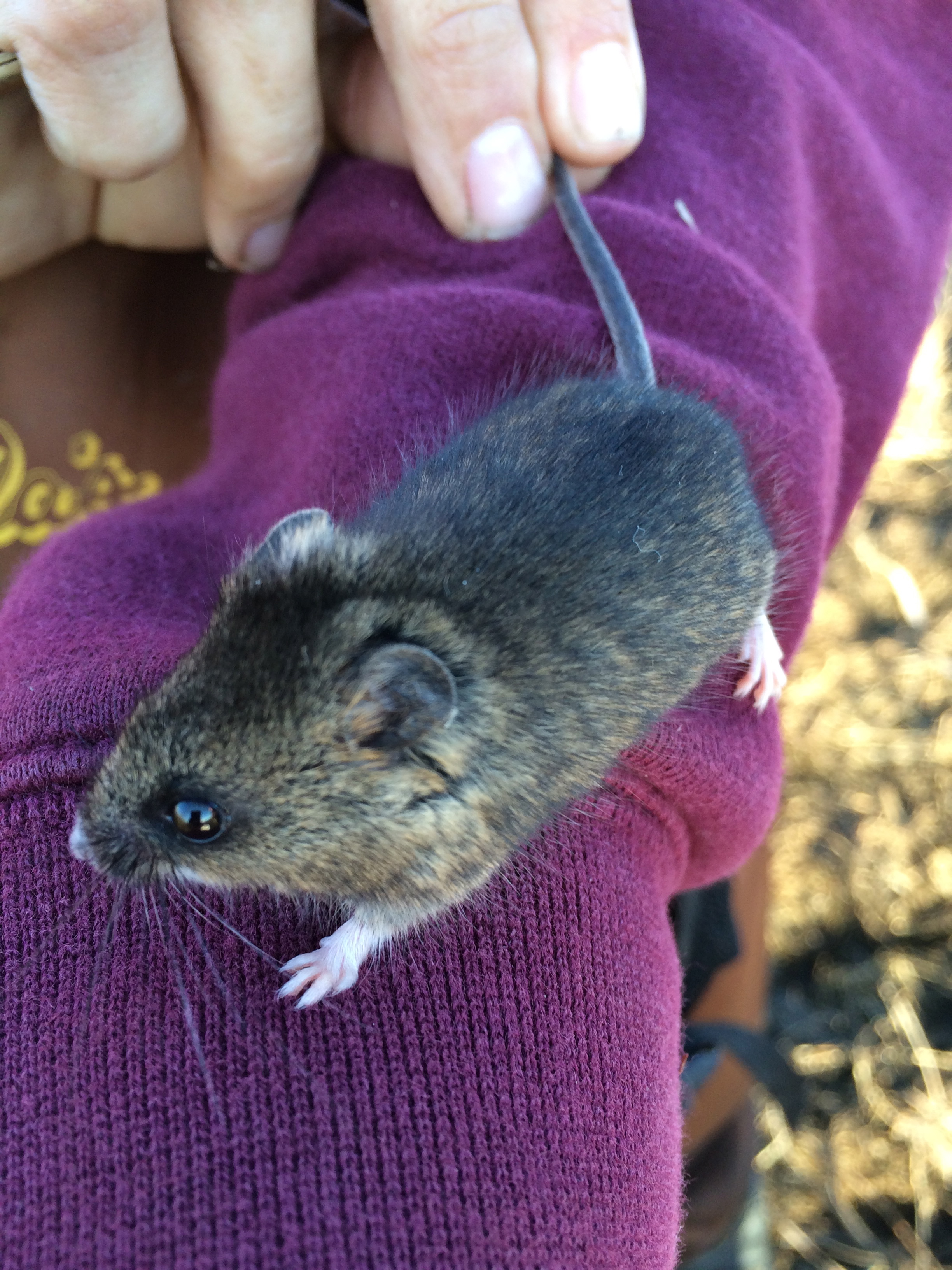 Salt Marsh Harvest Mouse Of Suisun Marsh